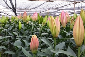 Ứng dụng công nghệ trong sản xuất hoa chất lượng cao, đáp ứng nhu cầu thị trường