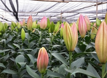 Ứng dụng công nghệ trong sản xuất hoa chất lượng cao, đáp ứng nhu cầu thị trường